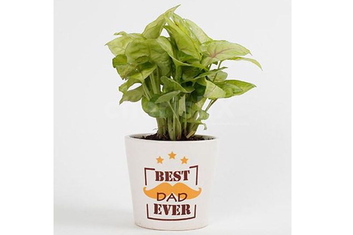 Best Dad Plant