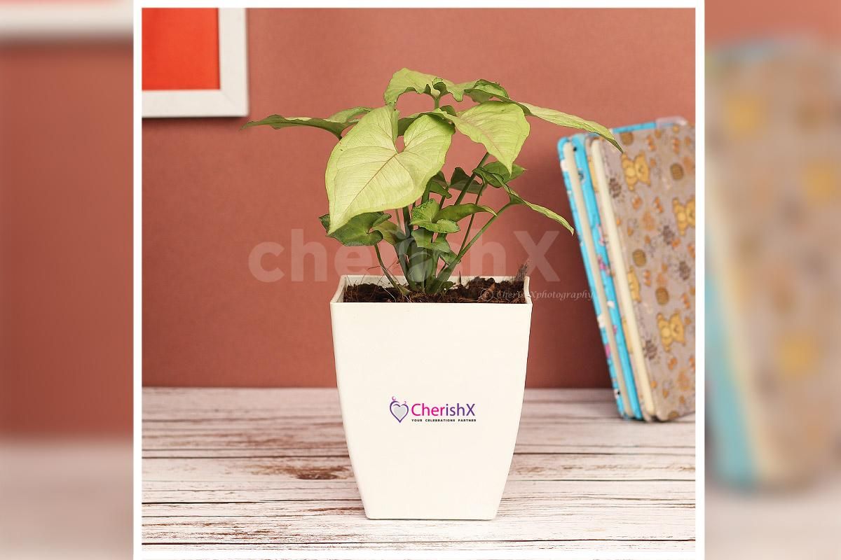Indoor Syngonium In White Pot