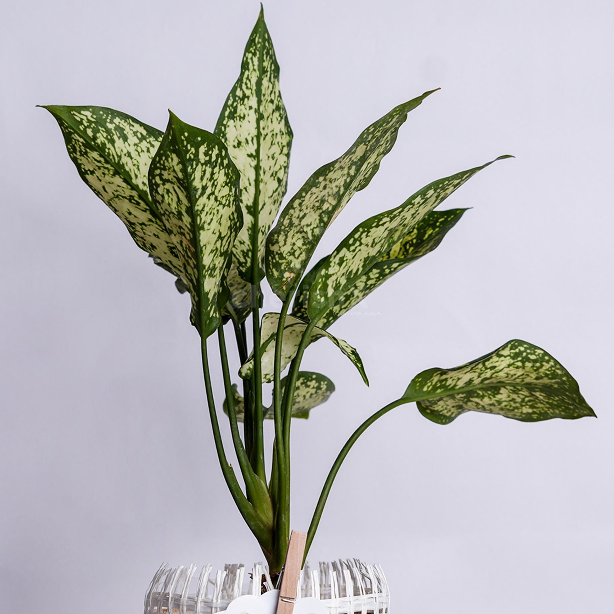 Ideal for birthday gifts, baby showers, and corporate gifts.