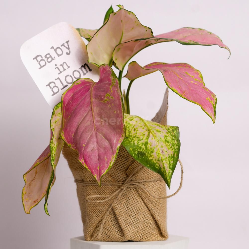 A thoughtful gift basket combining nature and elegance.