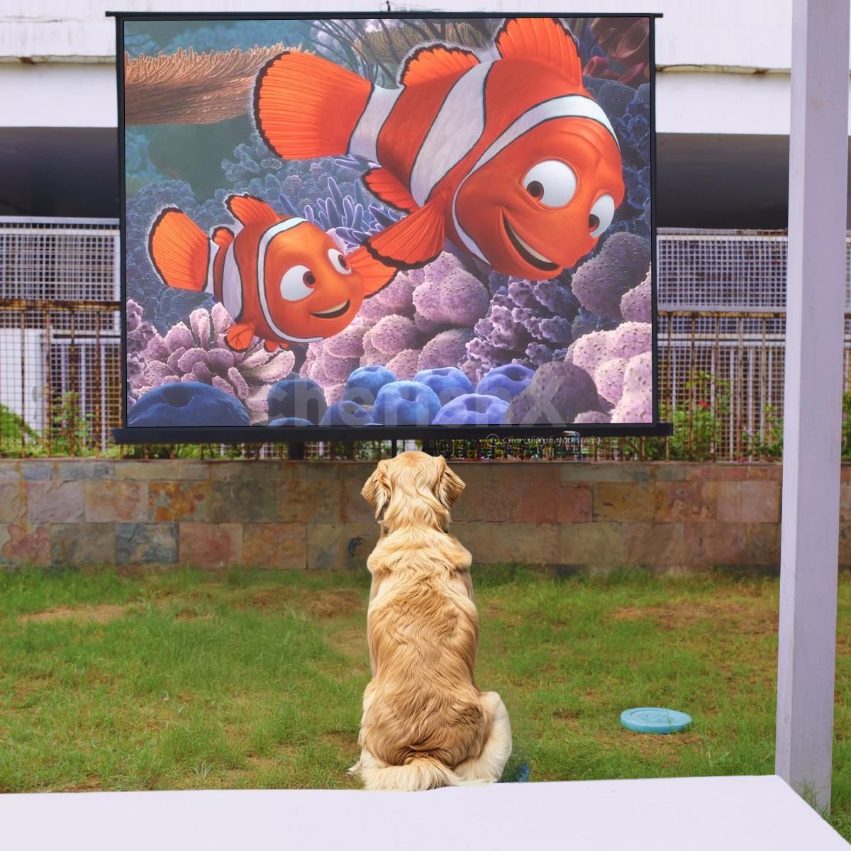 Movie with your dog, play date with dog