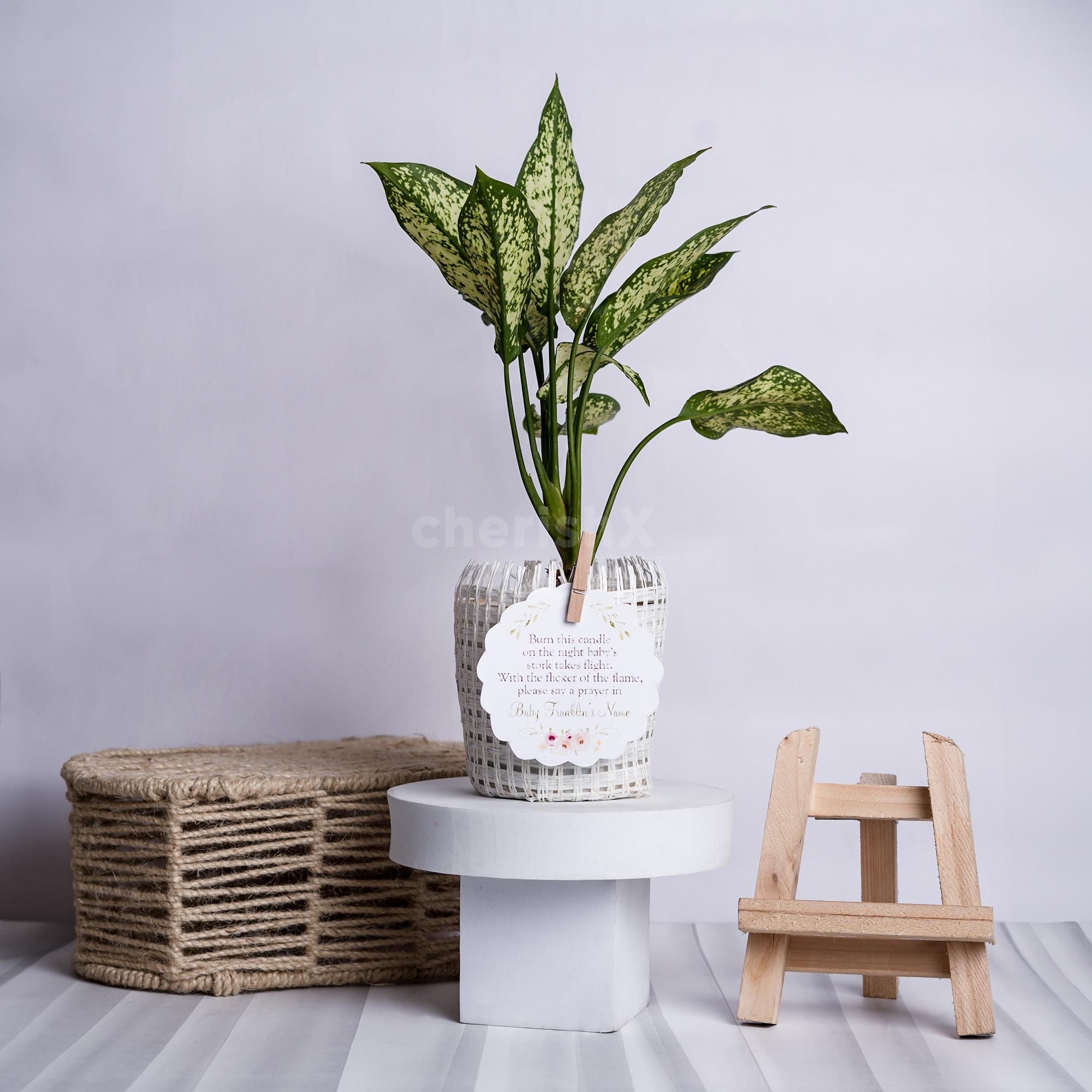 A party-perfect basket of greens gift.