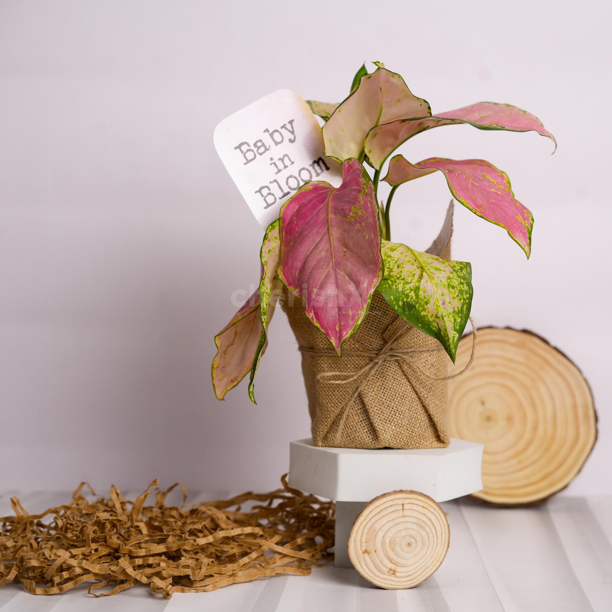 A keepsake symbolizing new beginnings and treasured memories.